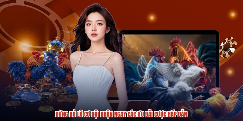 Đừng bỏ lỡ cơ hội nhận ngay các ưu đãi cược hấp dẫn