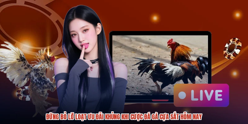 Đừng bỏ lỡ loạt ưu đãi khủng khi cược đá gà cựa sắt hôm nay