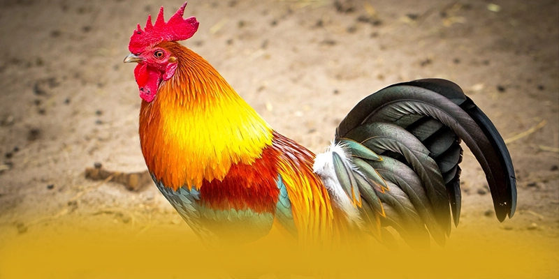 Ưu đãi giá trị lớn dành cho thành viên mới và cũ tại BET88