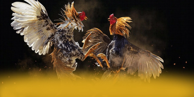 Giải đáp thắc mắc về BET88