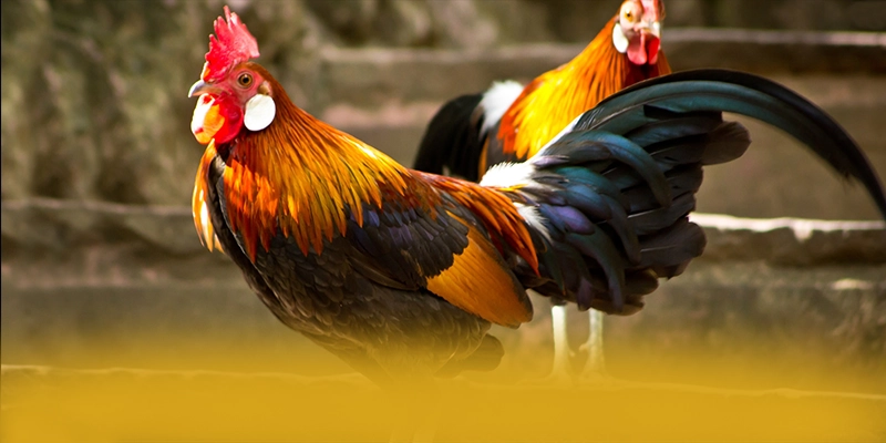 FAQ về SUNWIN