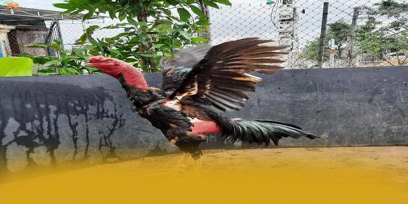 Hệ thống hỗ trợ người chơi tại SUNWIN